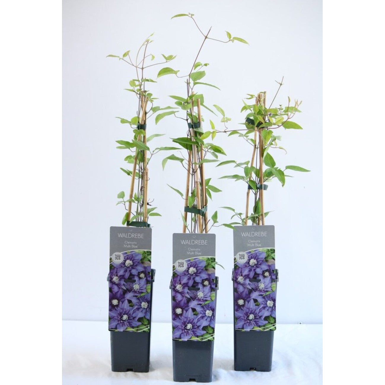 Klematis – Clematis 'Multi Blue' - C2 50-60 CM 3 Stick