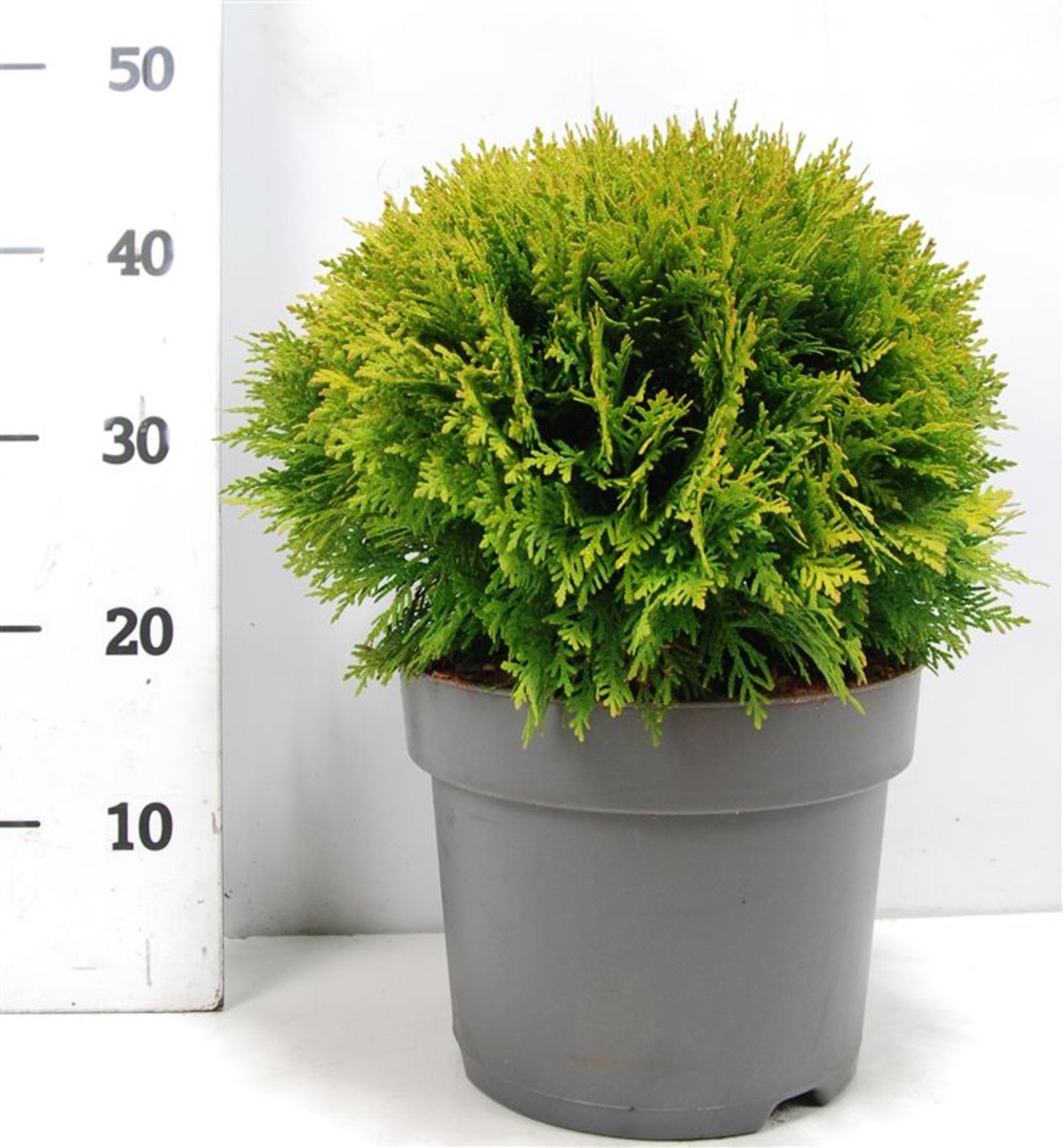 Thuja – Thuja occidentalis &