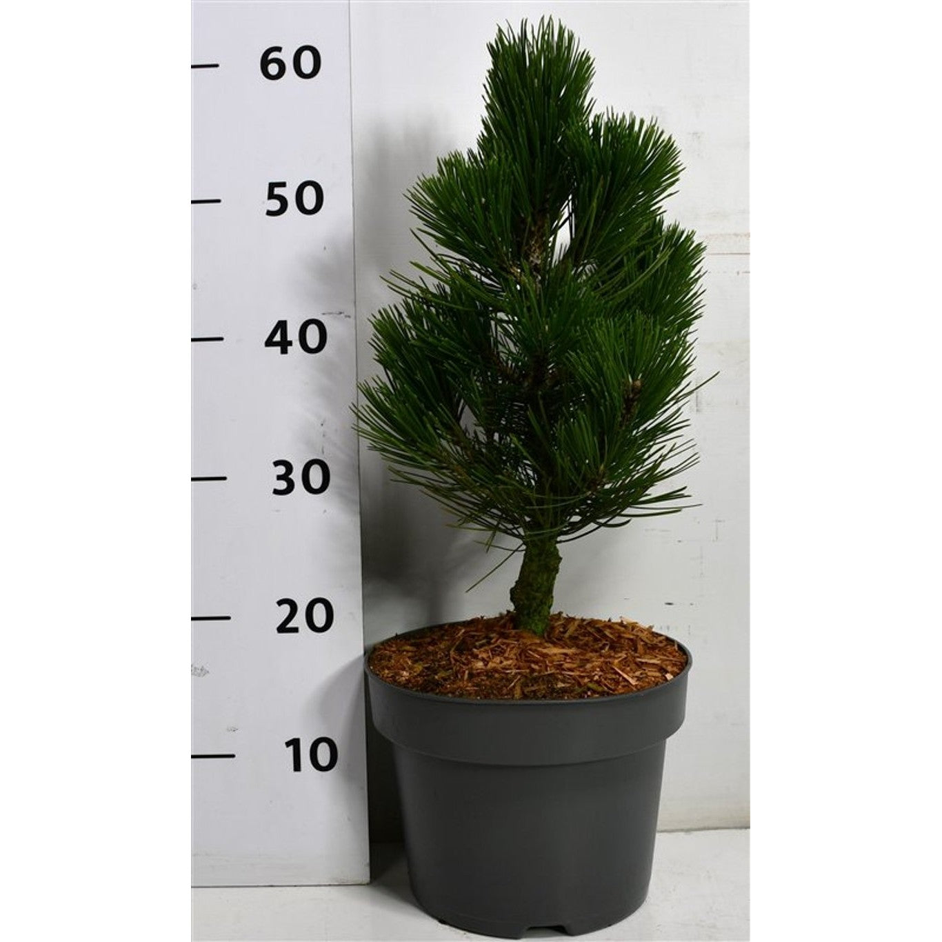 Svartbarrtall – Pinus heldreichii 'Compact Gem' - C5 30-35 CM
