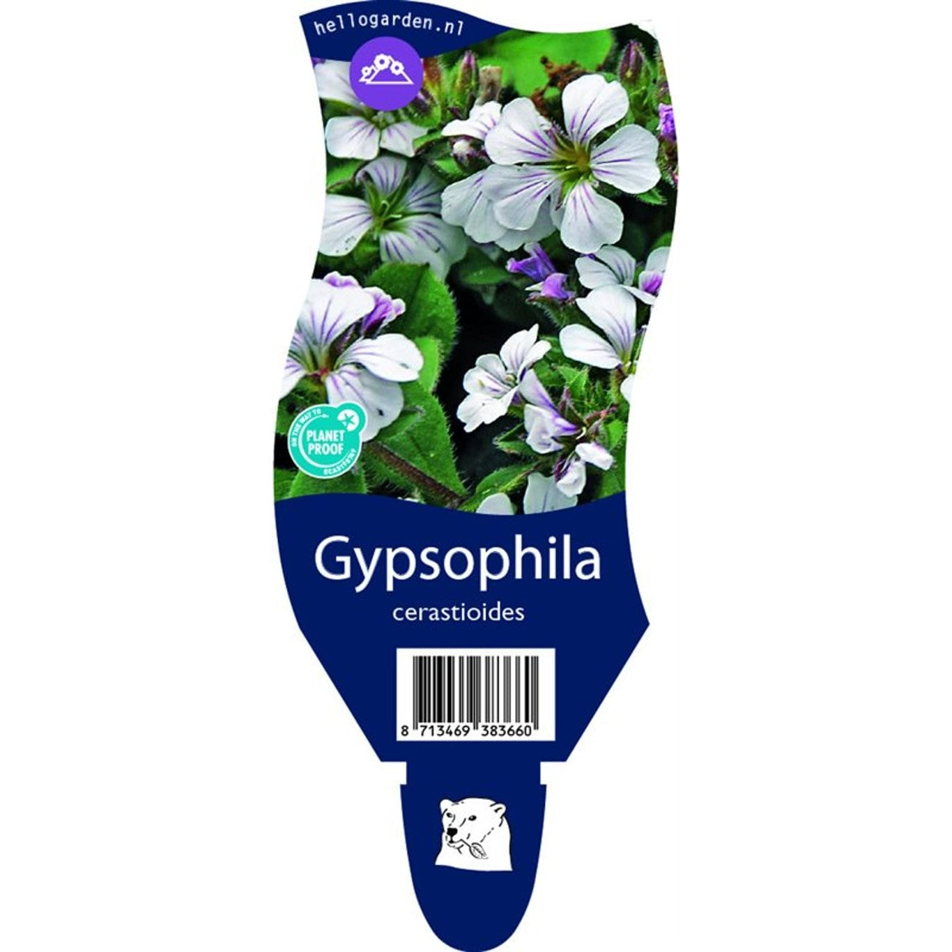 Slöjsilja – Gypsophila cerastioides - P11