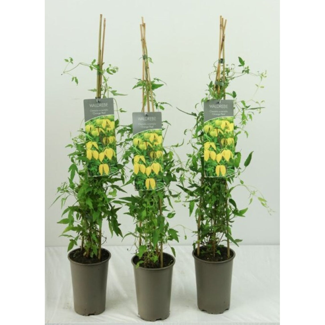 Klematis – Clematis 'Orange Peel' - C2 60-80 CM Stick