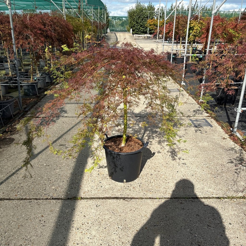 Japansk lönn – Acer pal. 'Emerald Lace' - 50 CM Stem C30