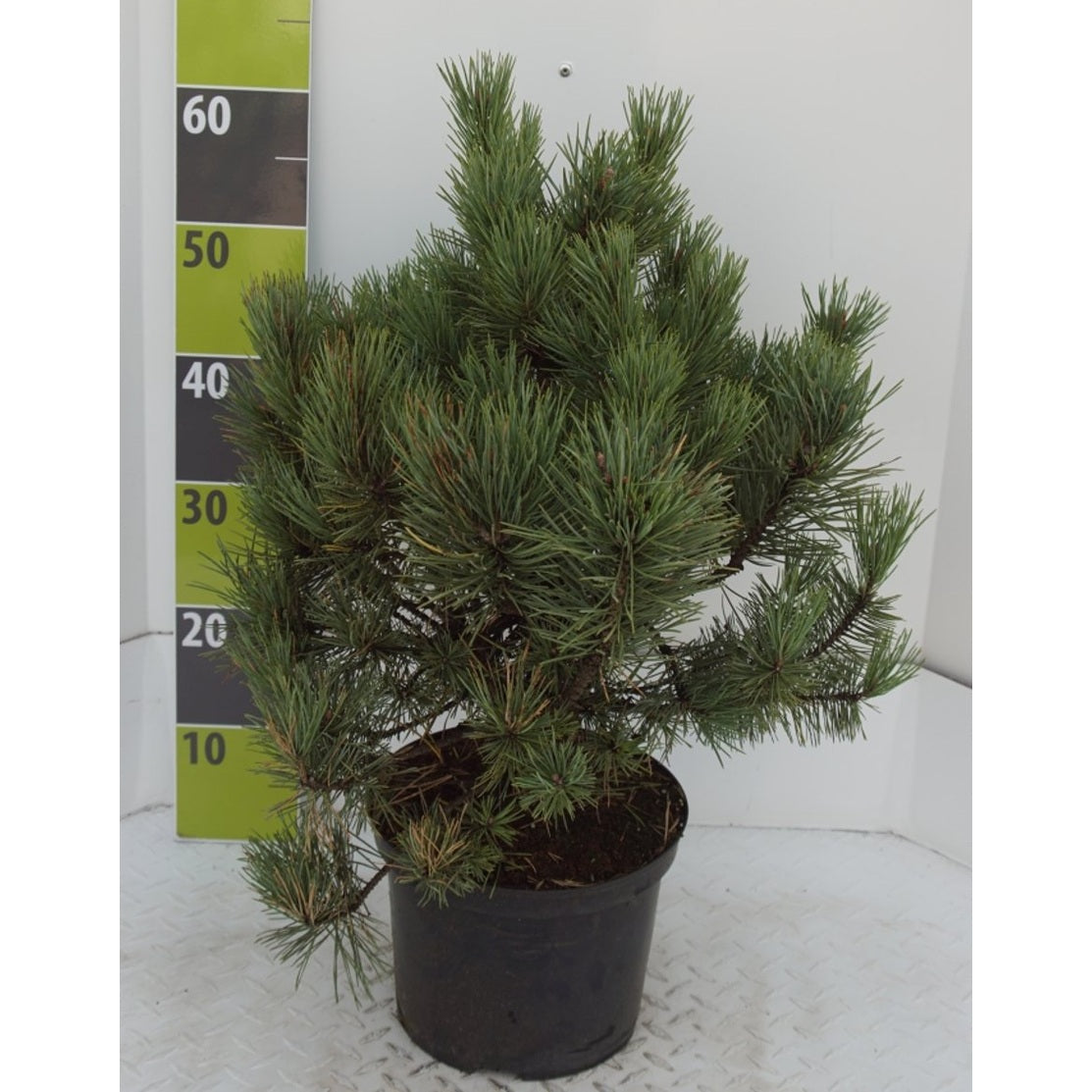 Tall – Pinus sylvestris 'Watereri' - C7 30-40 CM