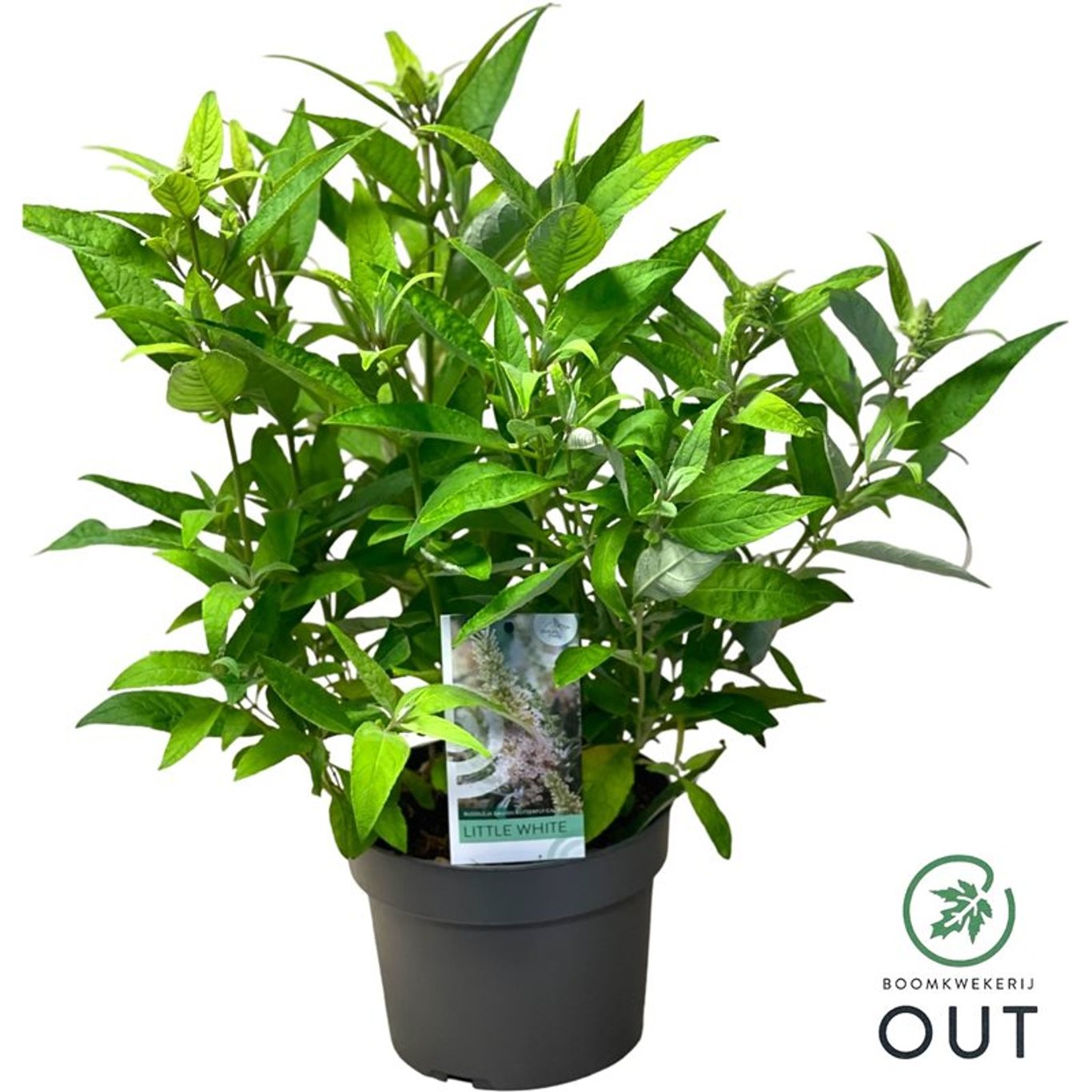 Sommarlilja – Buddleja d. 'B. Candy Little White' - C3