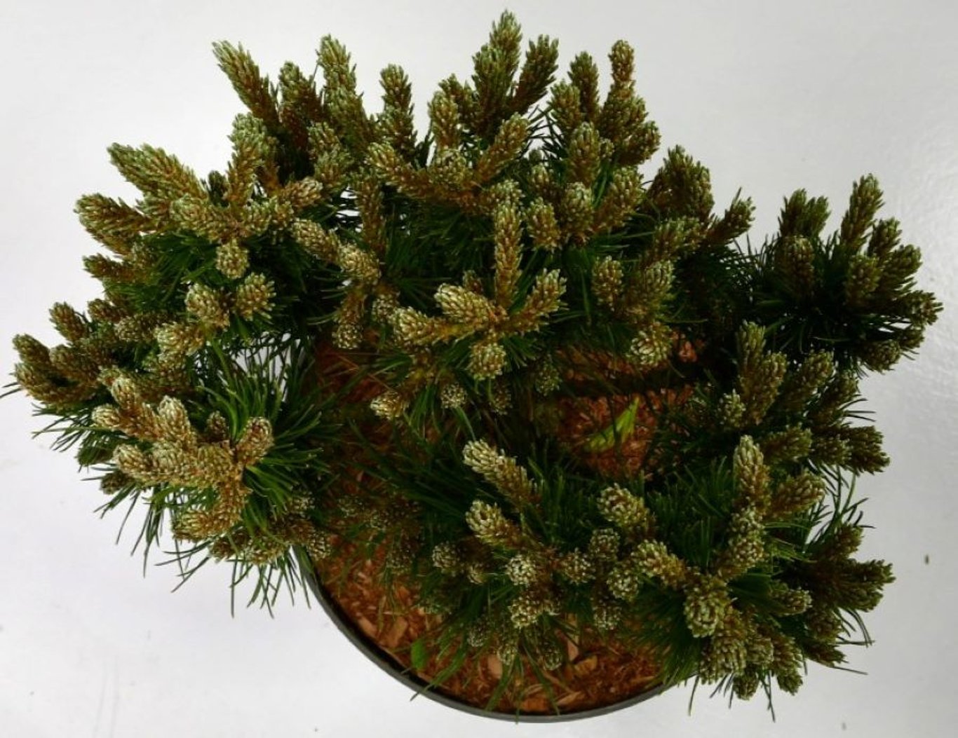 Bergtall – Pinus mugo &