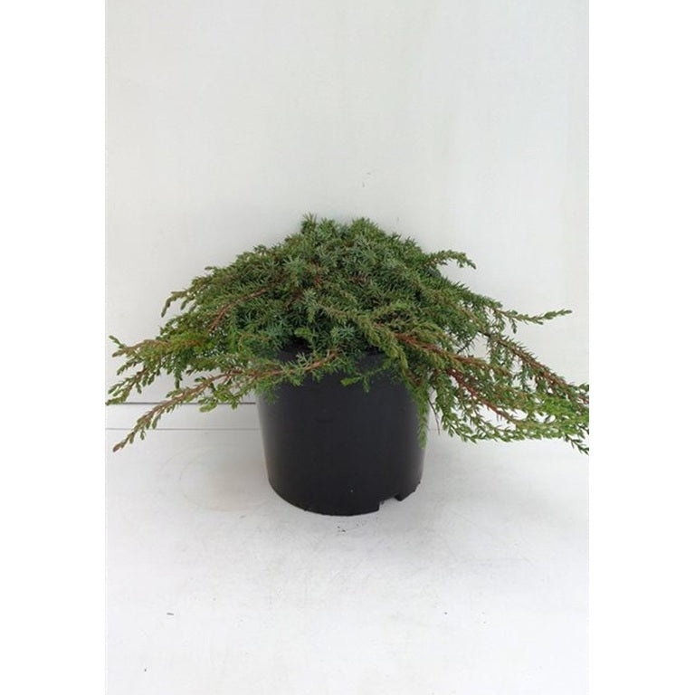 En – Juniperus communis &