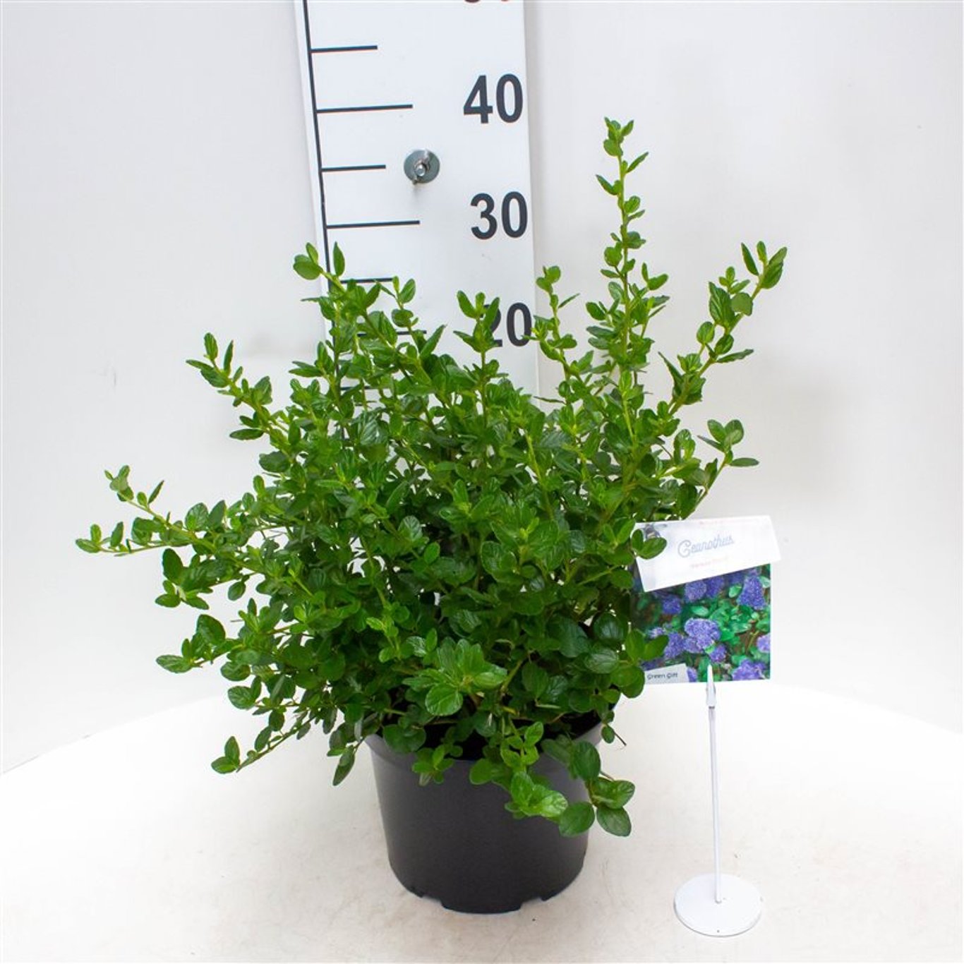Blå Ceanothus – Ceanothus griseus 'Yankee Point' - C5 40-50 CM