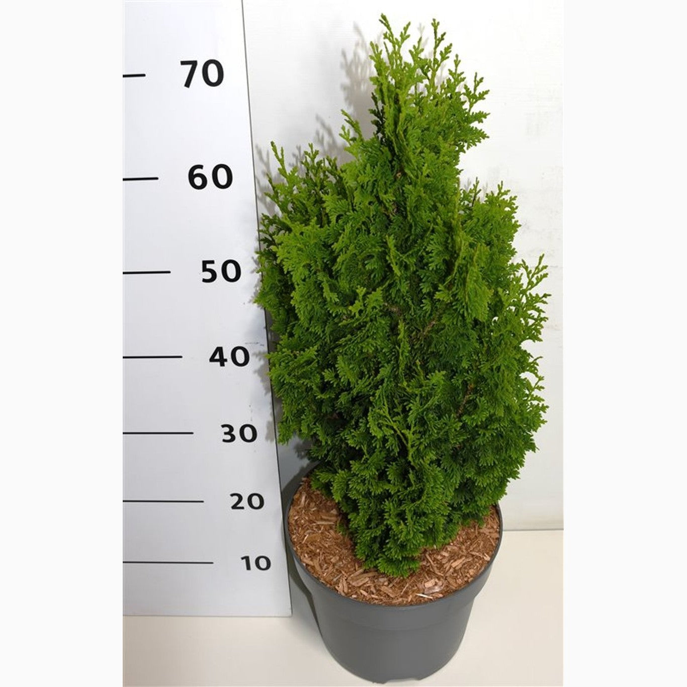 Thuja – Thuja occidentalis 'Zmatlik' - C7.5 50-60 CM
