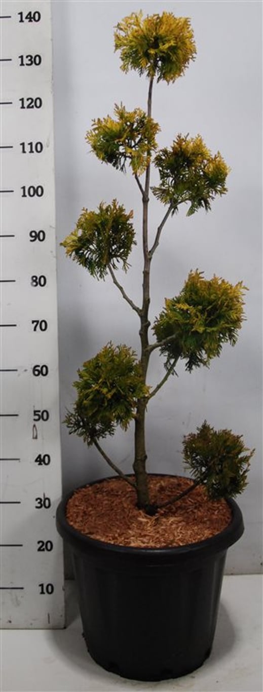 Thuja – Thuja occidentalis 'Yellow Ribbon' - C25 80-100 cm. Multibol