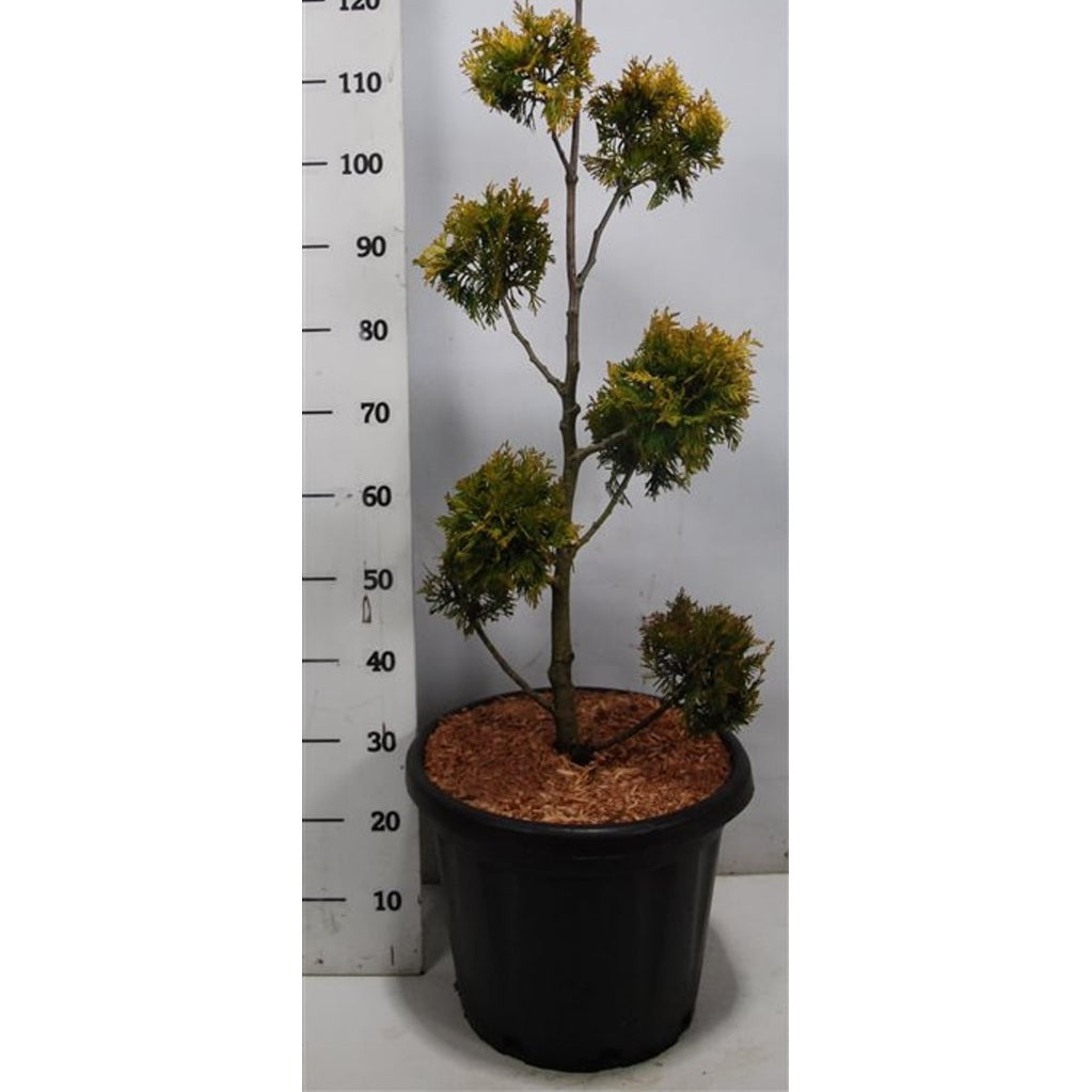 Thuja – Thuja occidentalis 'Yellow Ribbon' - C25 80-100 cm. Multibol