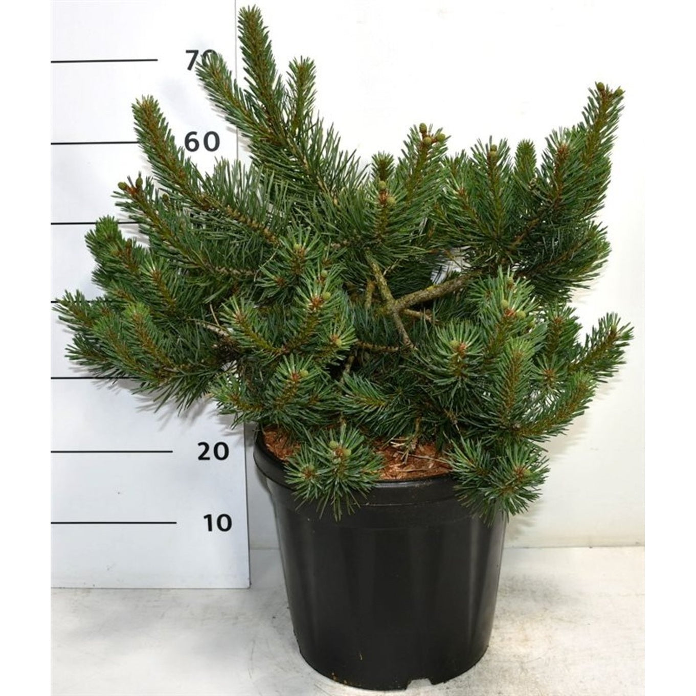 Tall – Pinus sylvestris &