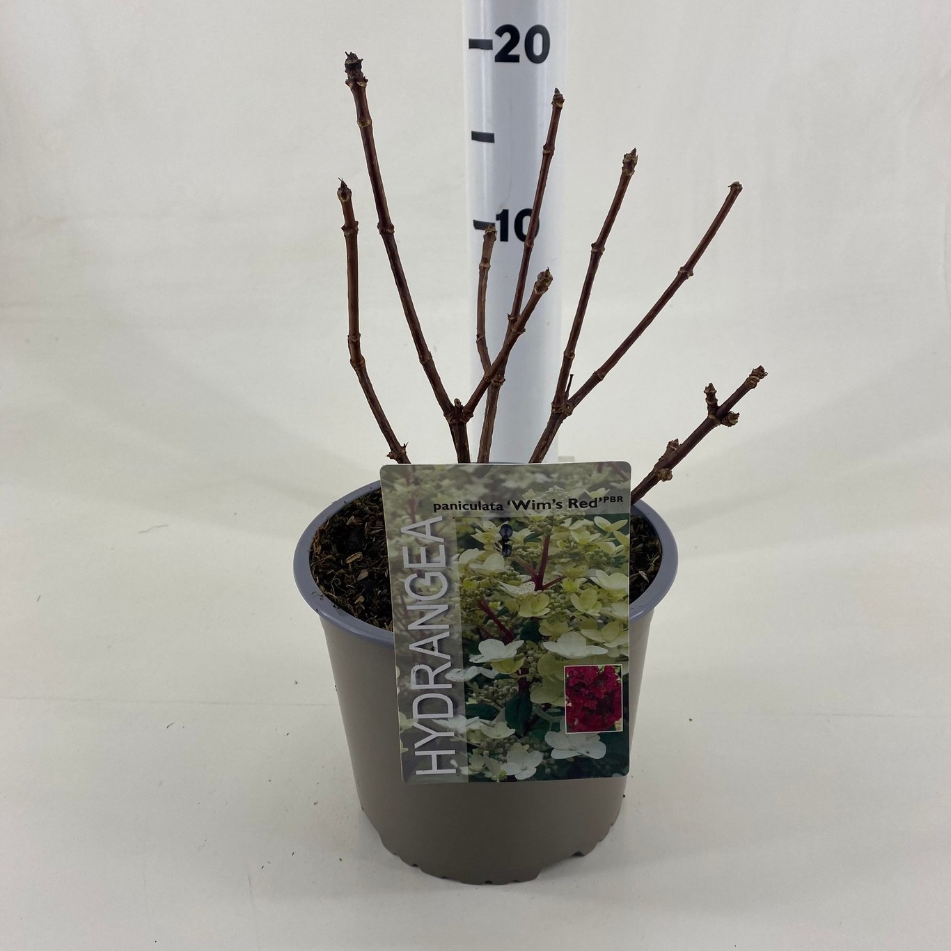 Syrenhortensia – Hydrangea paniculata 'Wim's Red' - C3 20-30 CM