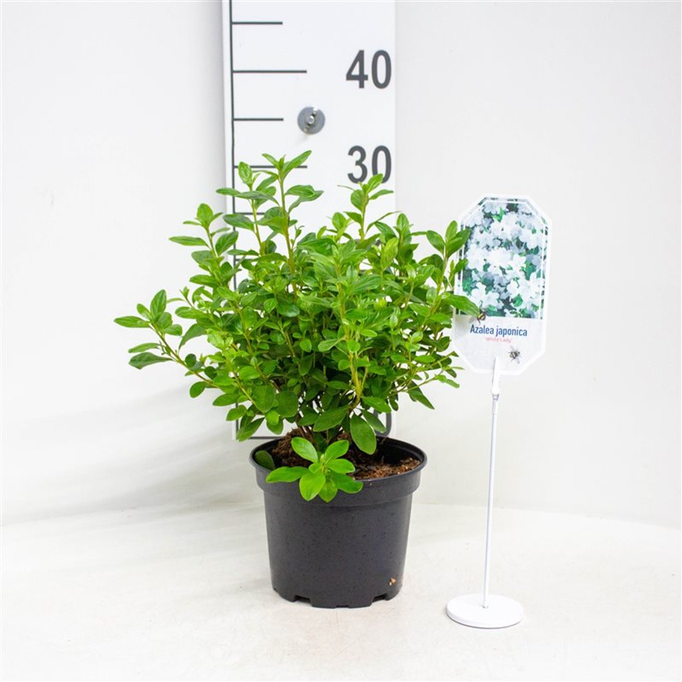 Rhododendron – Rhododendron (AI); 'White Lady' - C2 20-25 CM