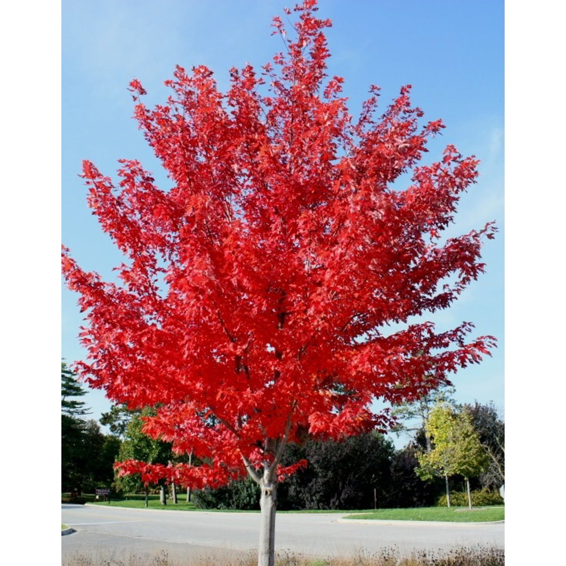 Freemanlönn – Acer freemanii 'Autumn Blaze' - C20 6/8 150 CM Stem