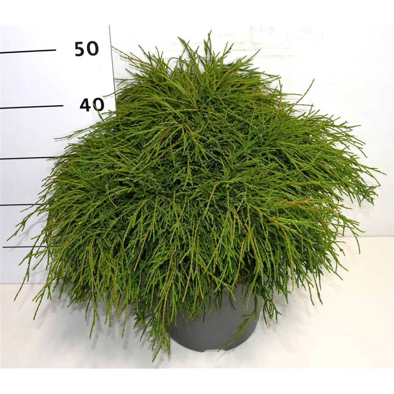 Ädelcypress – Chamaecyparis pisifera 'Filifera Nana' - C7.5 50-60 cm.