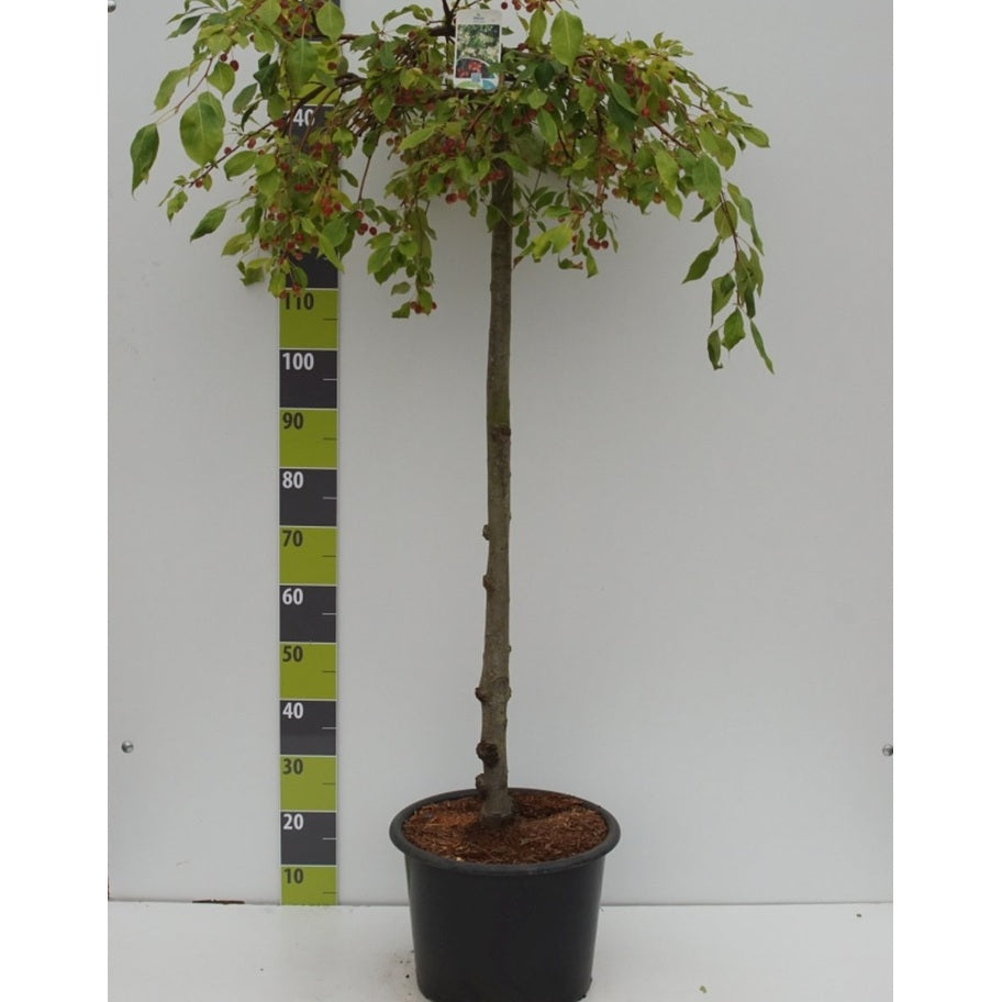 Äpple – Malus 'Rinki' - 120 CM Stem C20