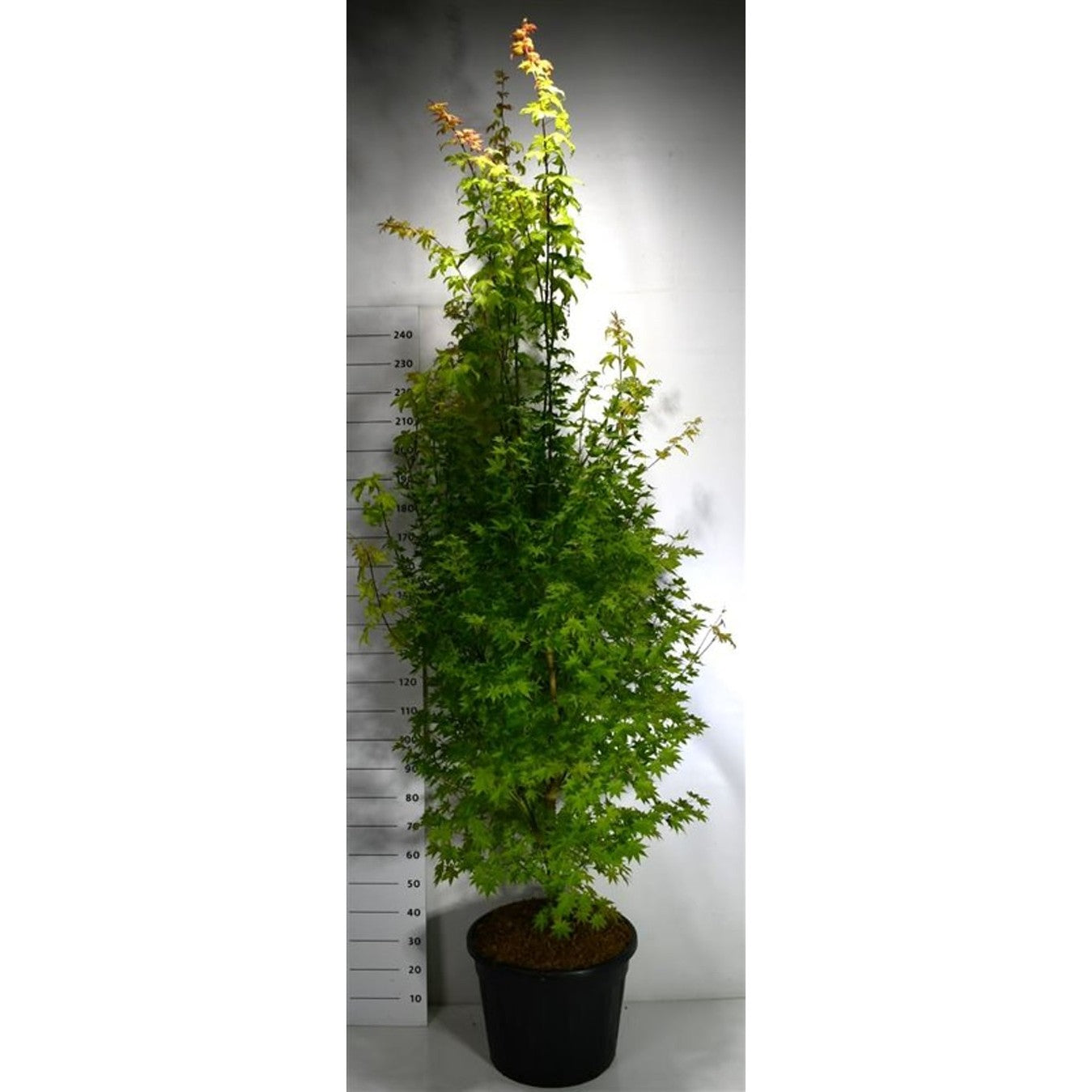 Japansk lönn – Acer palmatum 'Summer Gold' - C70 200-225 cm.