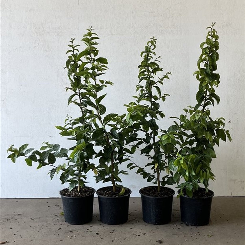 Avenbok – Carpinus betulus - C2 40-60 CM