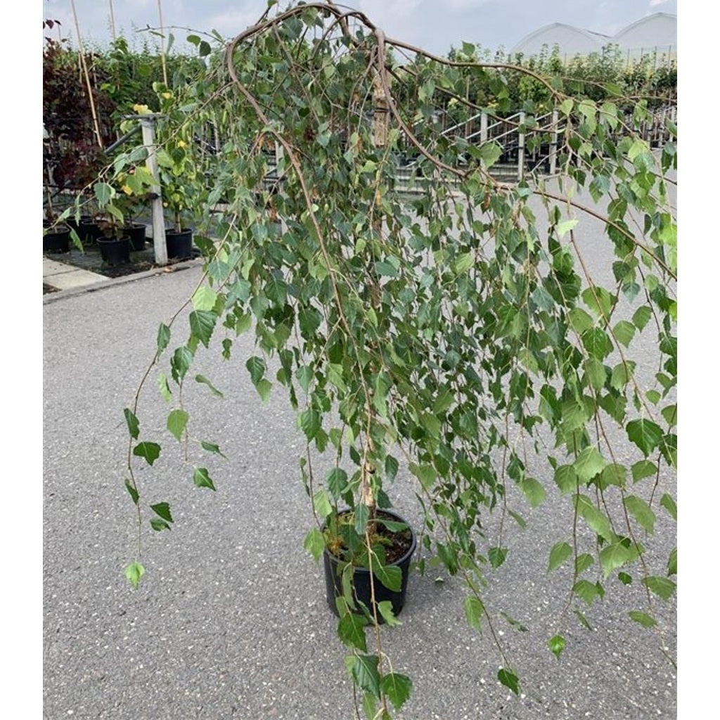 Glasbjörk, hängande – Betula p. 'Youngii' - C20 8/10 200 CM Stem