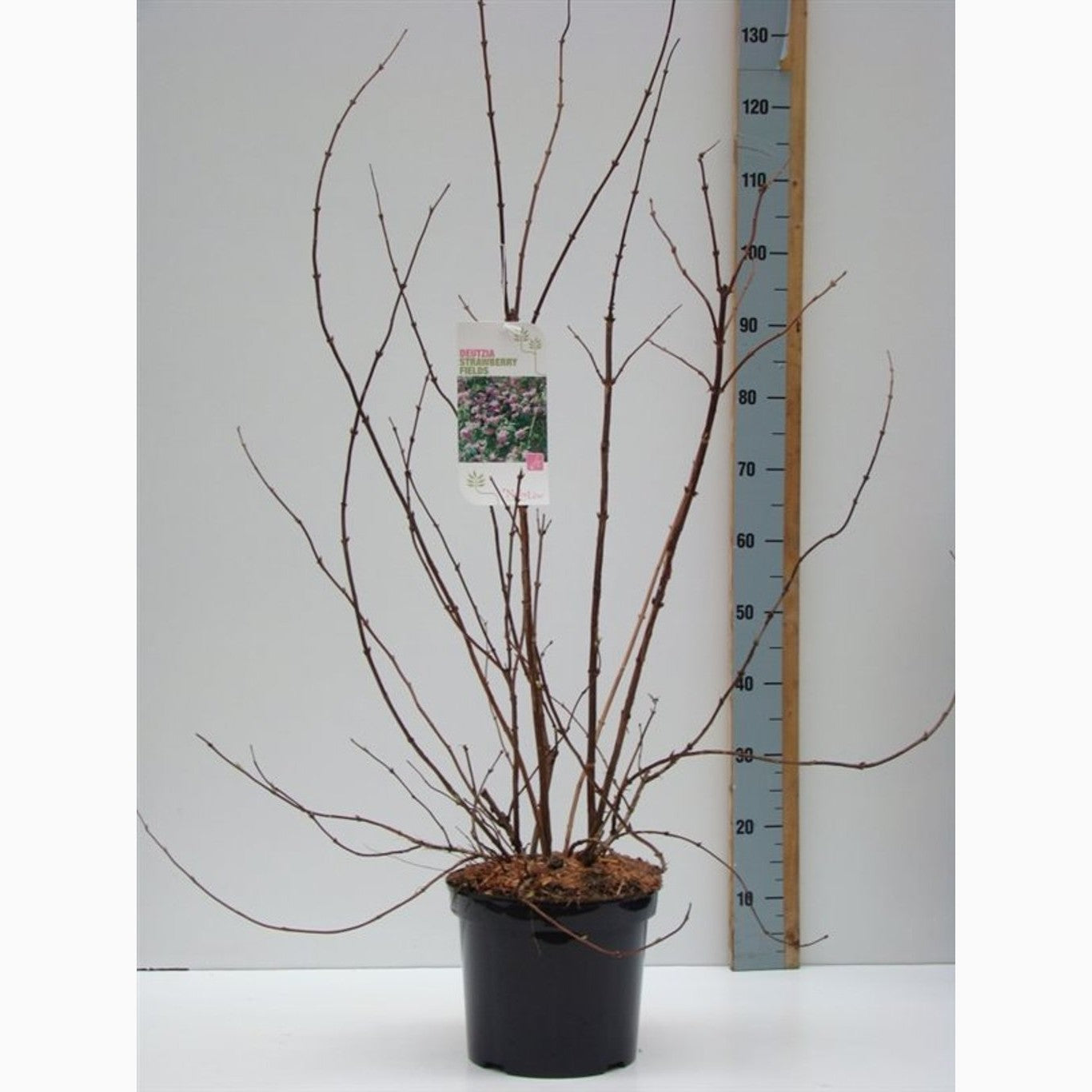 Slånspirea – Deutzia hybrida 'Strawberry Fields' - C7.5 80-100 CM