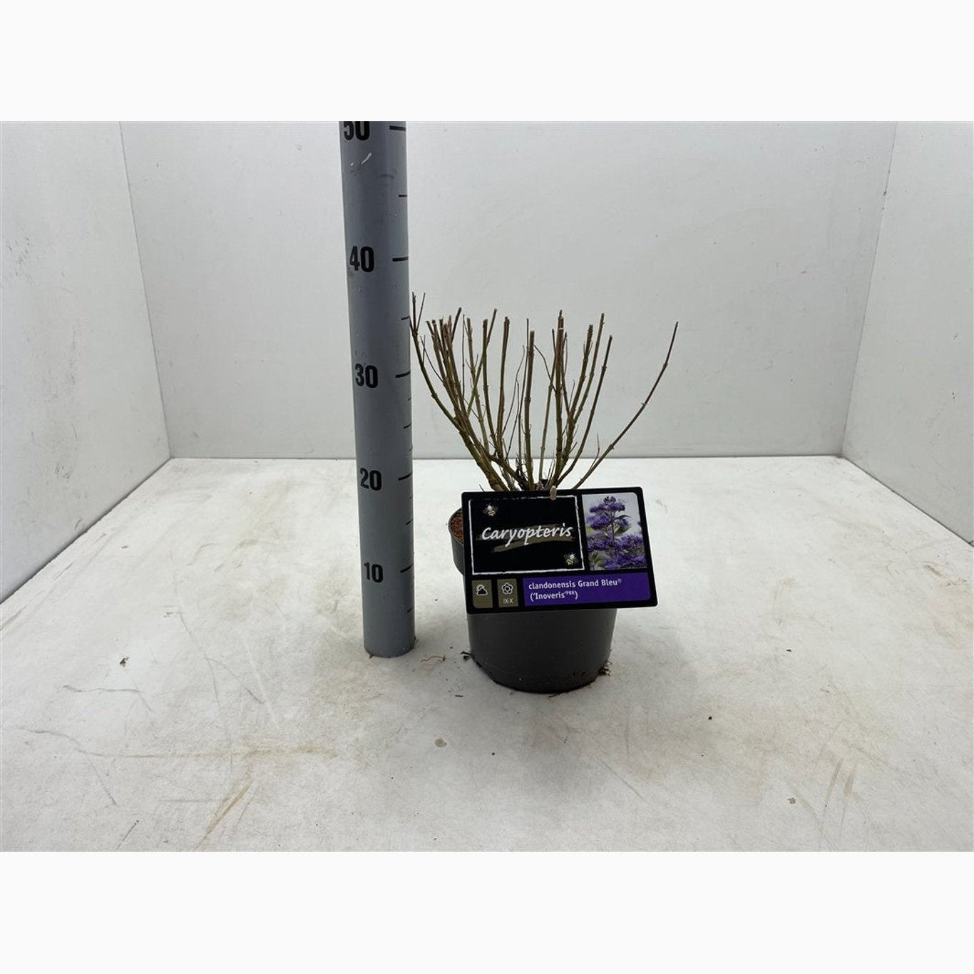 Blåspirea – Caryopteris clandonensis 'Grand Bleu' - C3