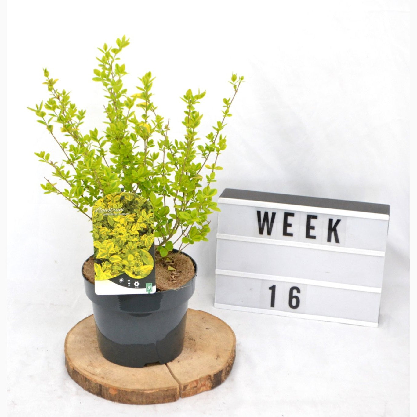 Liguster – Ligustrum ovalifolium 'Aureum' - C3 20-40 CM