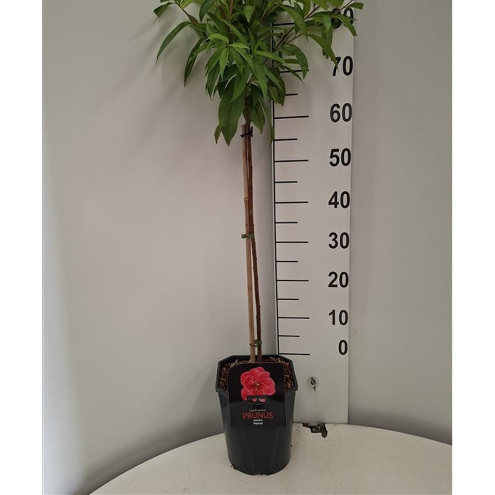 Persika – Prunus persica 'Melred' - 60 CM Stem C5 - 2yr Crown