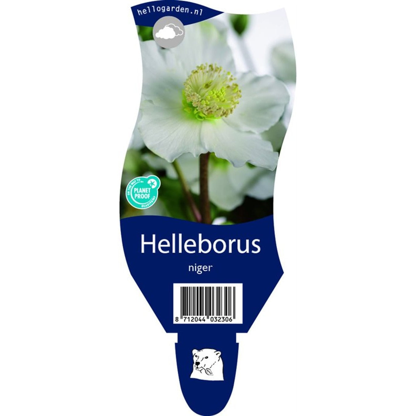 Julros – Helleborus niger - P11