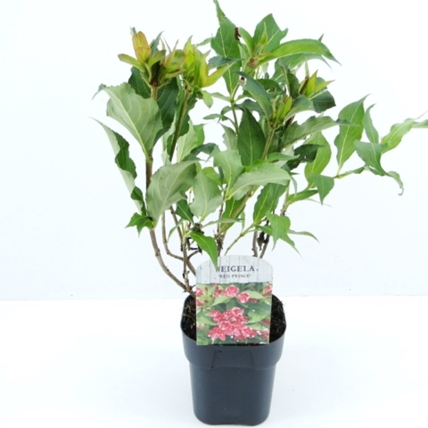 Praktweigela – Weigela 'Red Prince' - C2