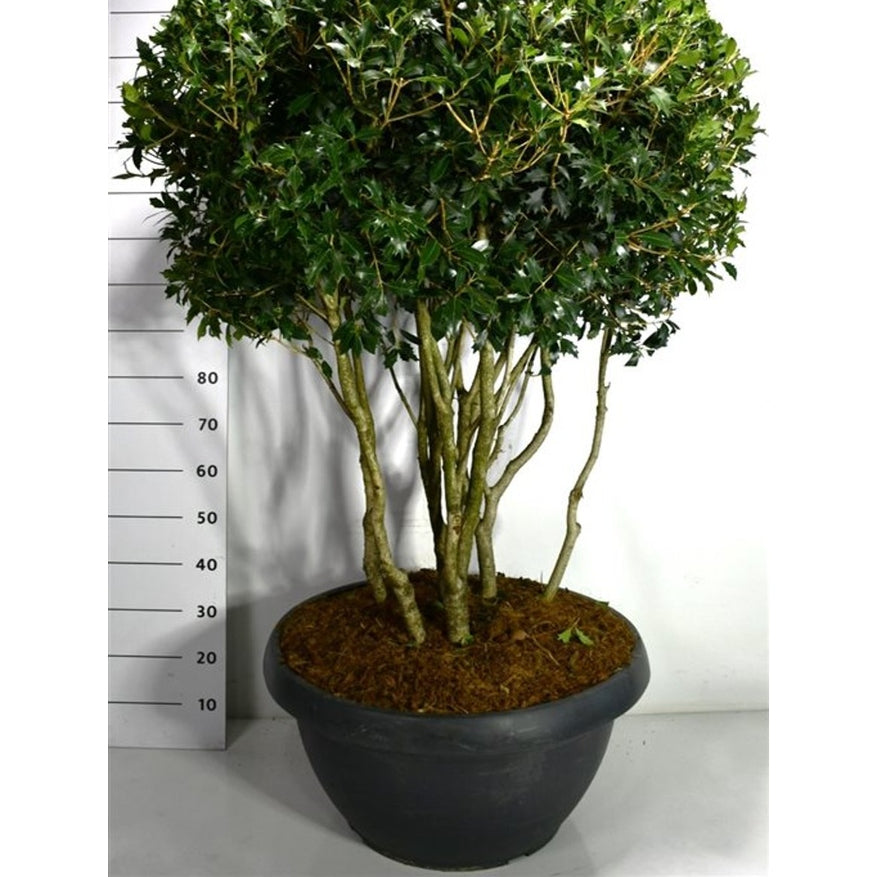 Taggblad – Osmanthus heterophyllus - C90 125-150 cm. Meerstammig