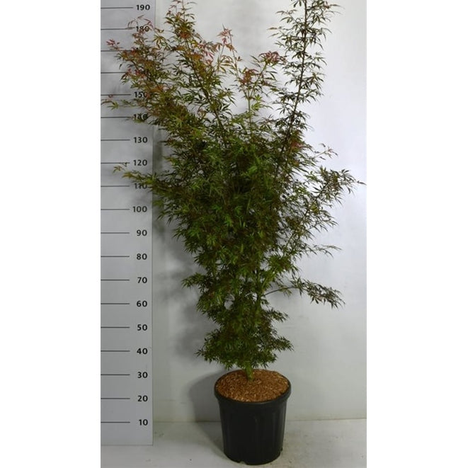 Japansk lönn – Acer palmatum 'Jerre Schwartz' - C18 125-150 cm.