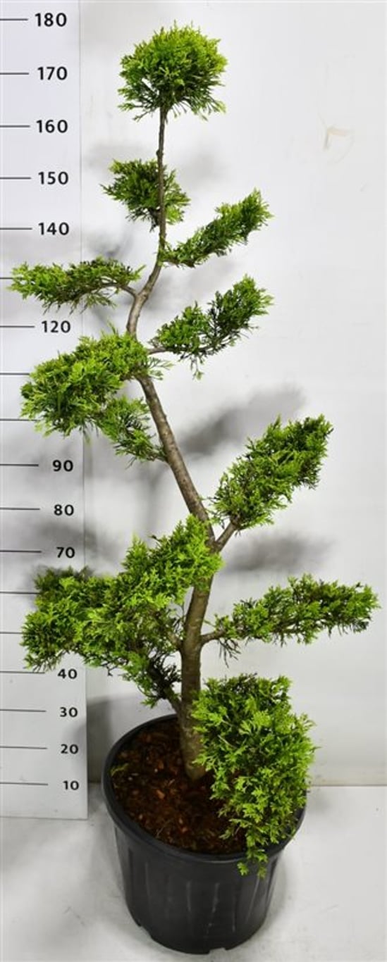 Cypresscypress – Cupressocyparis leylandii &