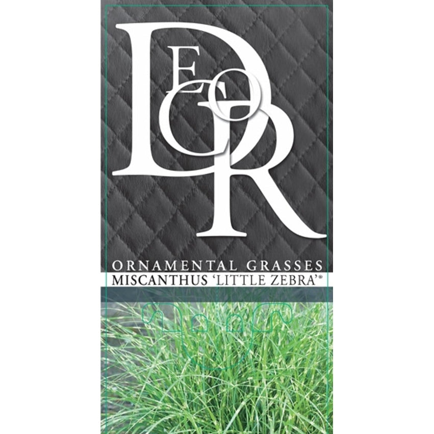 Glansmiskantus – Miscanthus sinensis 'Little Zebra' - C2