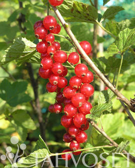 Röda vinbär &