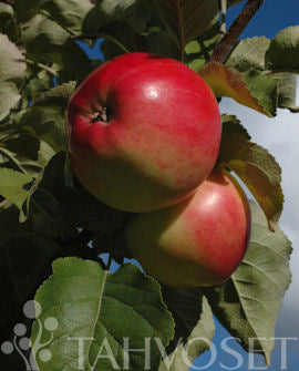Äppelträd Malus domestica &