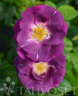 Rosa &