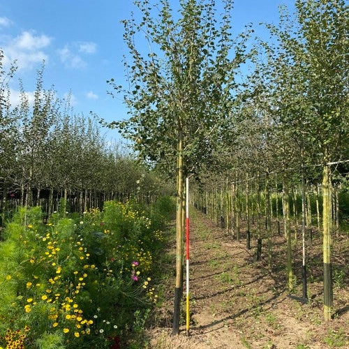 Rosenhagtorn - Crataegus media 'Paul's Scarlet' - Stammens omkrets 20-25 cm, höjd 4-4,5 meter, HS,