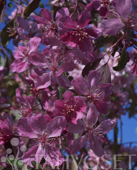 Hängapel Malus &