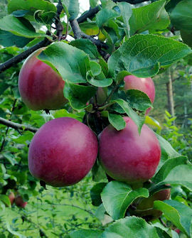 Äppelträd Malus domestica &