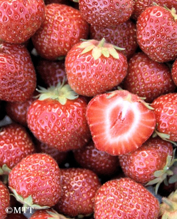 Jordgubbe Fragaria x ananassa &