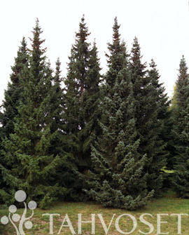 Serbgran Picea omorika 125-150 cm frilandsodlad