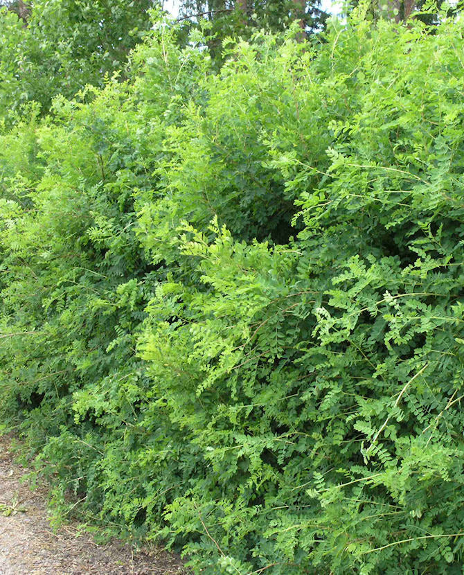 Sibirisk ärtbuske - Caragana arborescens, 3 liters kruka