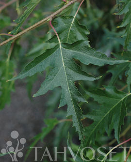 Ornäsbjörk Betula pendula &