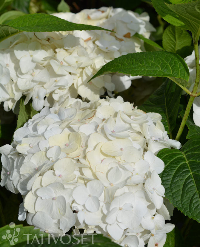 Ädelhortensia &