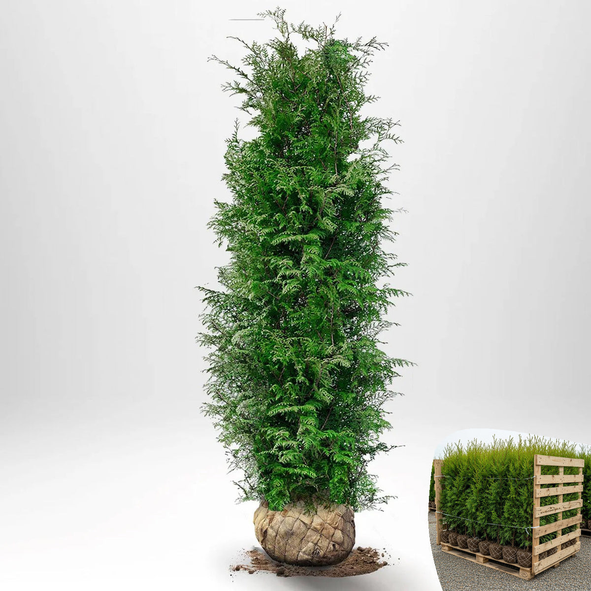 Thuja Brabant 160-180 cm, RB · S