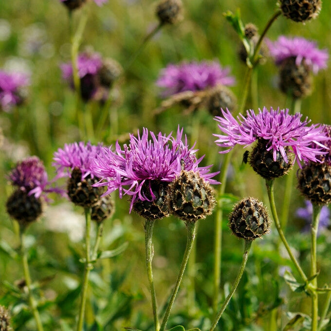 Centaurea Scabiosa 1-pack