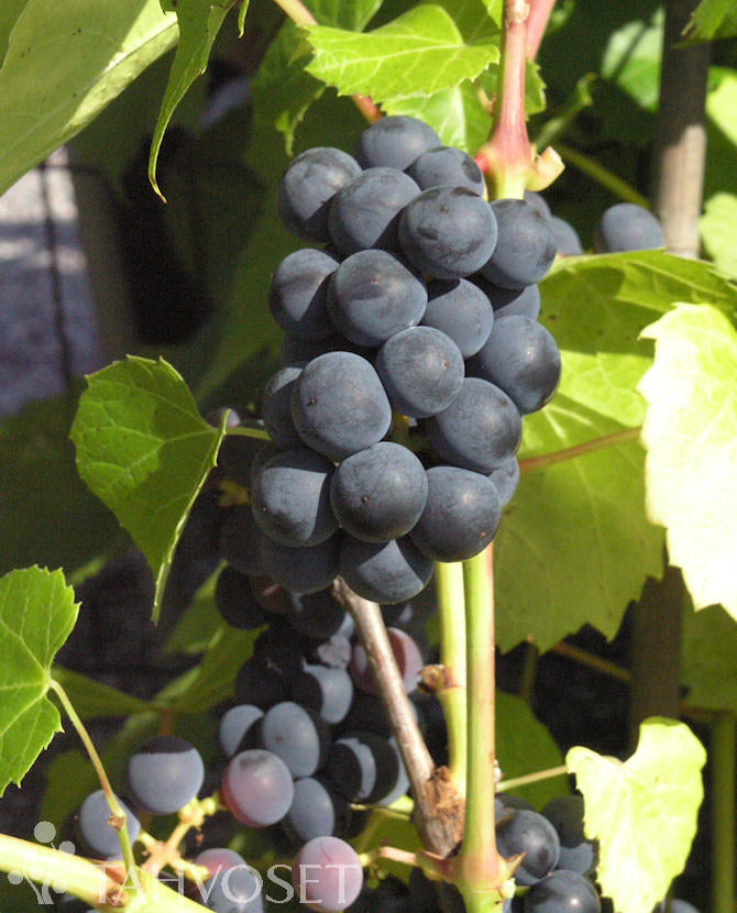 Staketdruva Vitis &