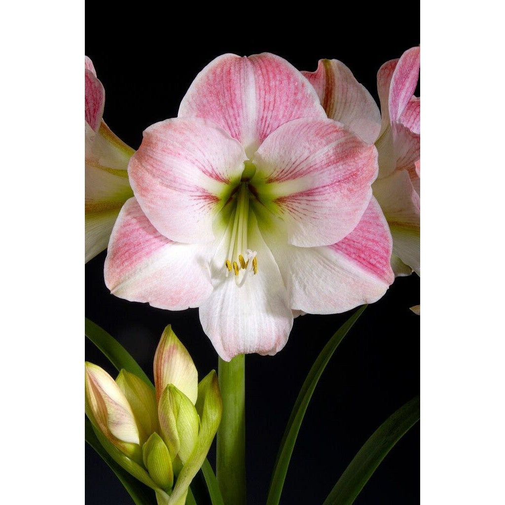 Amaryllis-Hippeastrum 'Apple Blossom' 1-pack