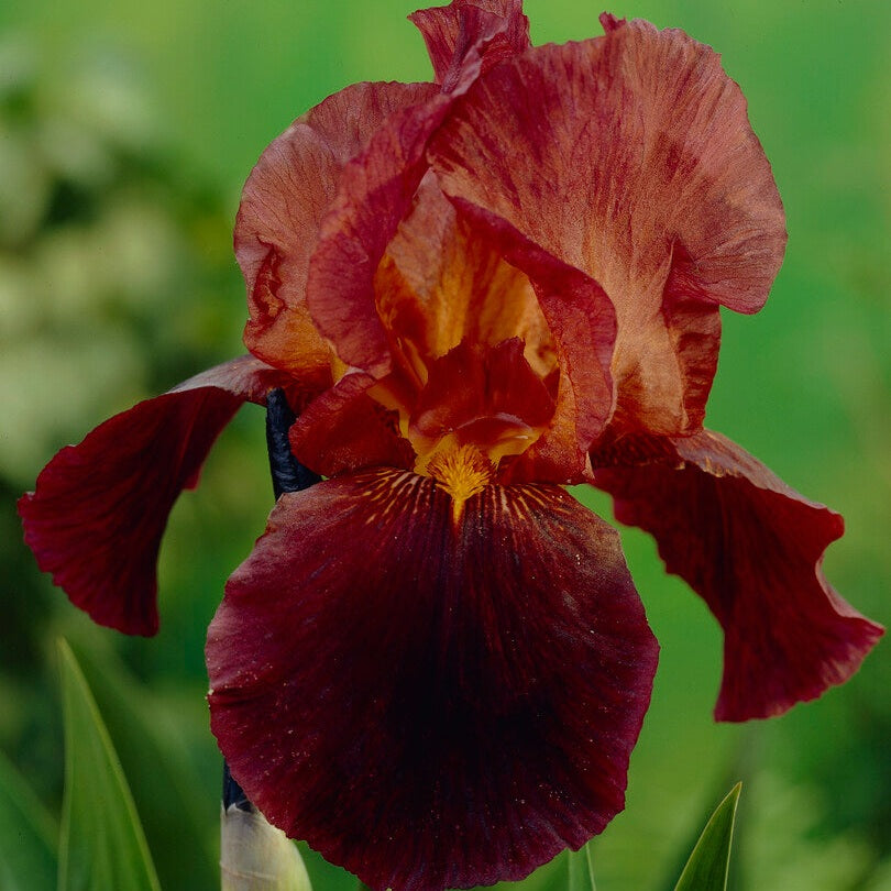 Tyskiris-Iris Germanica Ruby Mine 1-pack