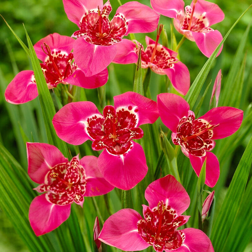 Tigridia Lilacea 10-pack